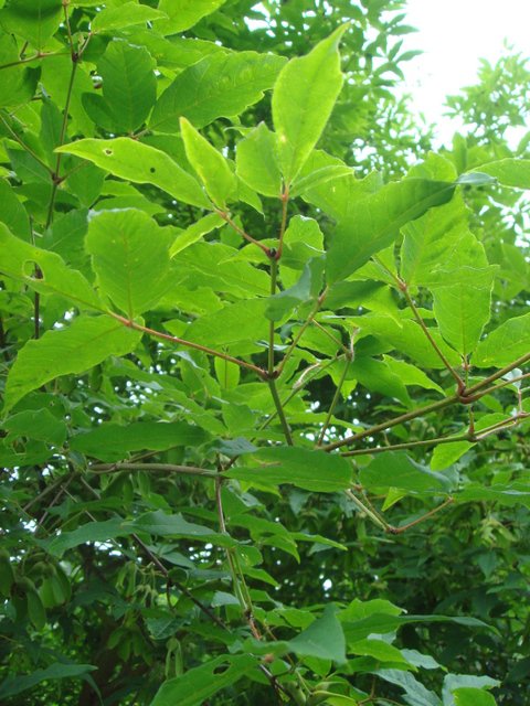 Acer triflorum feuille